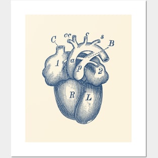 Simple Human Heart Diagram Posters and Art